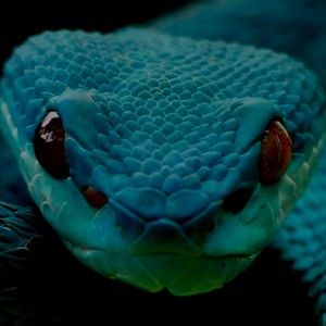 Meet your Posher, Brody